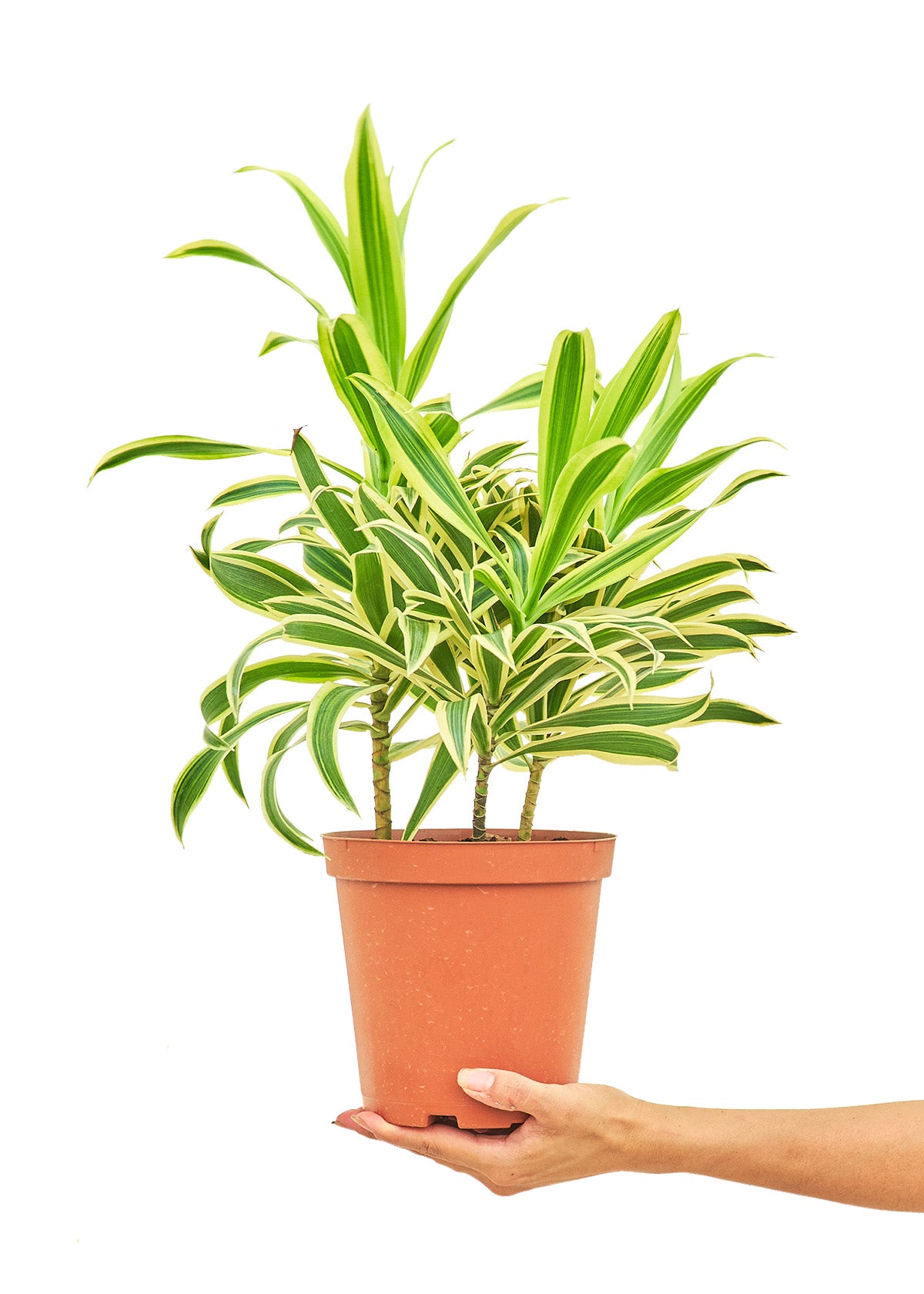 Dracaena 'Song of India', Medium 6" Pot