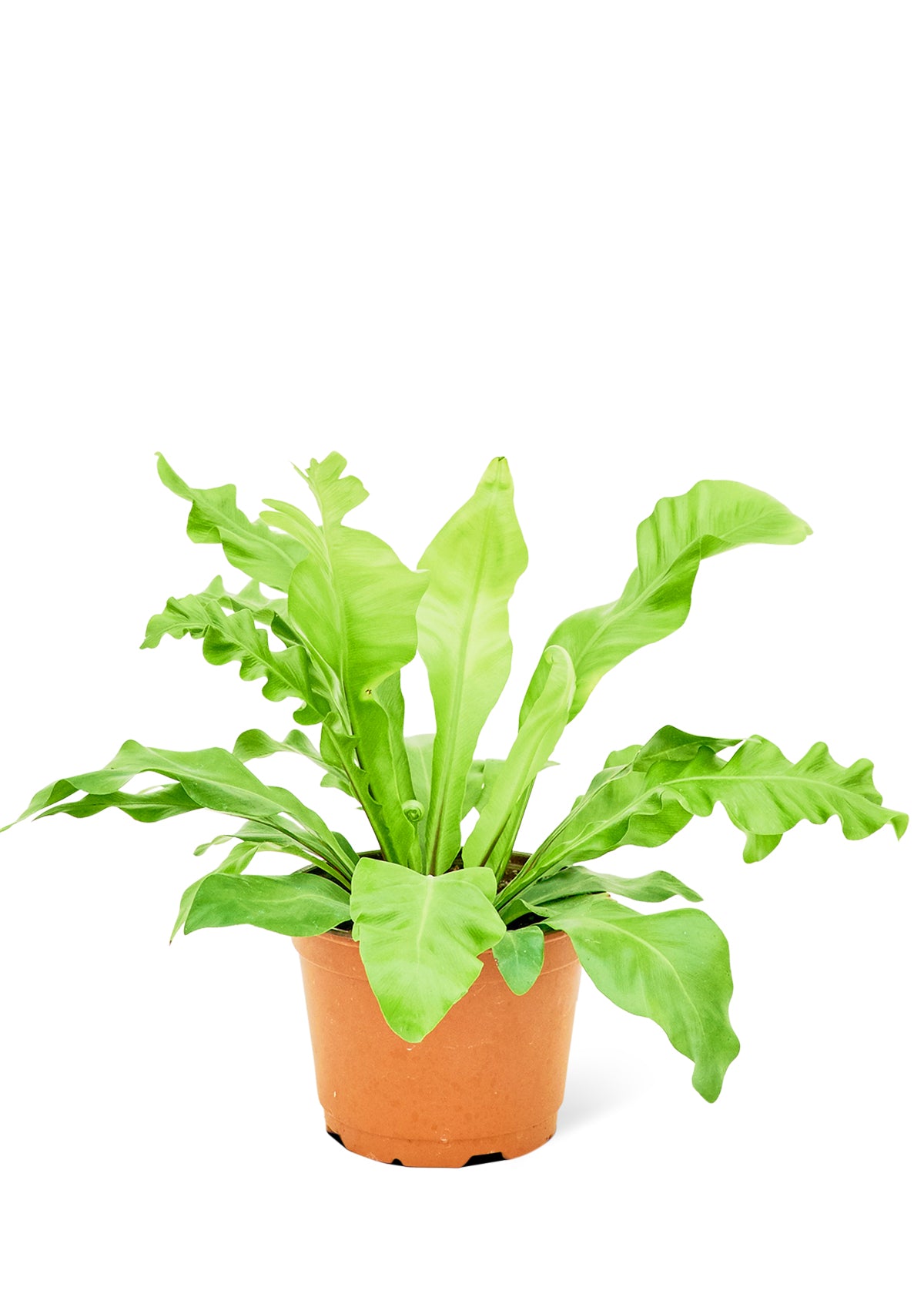 Bird's Nest Fern, Medium 6" Pot