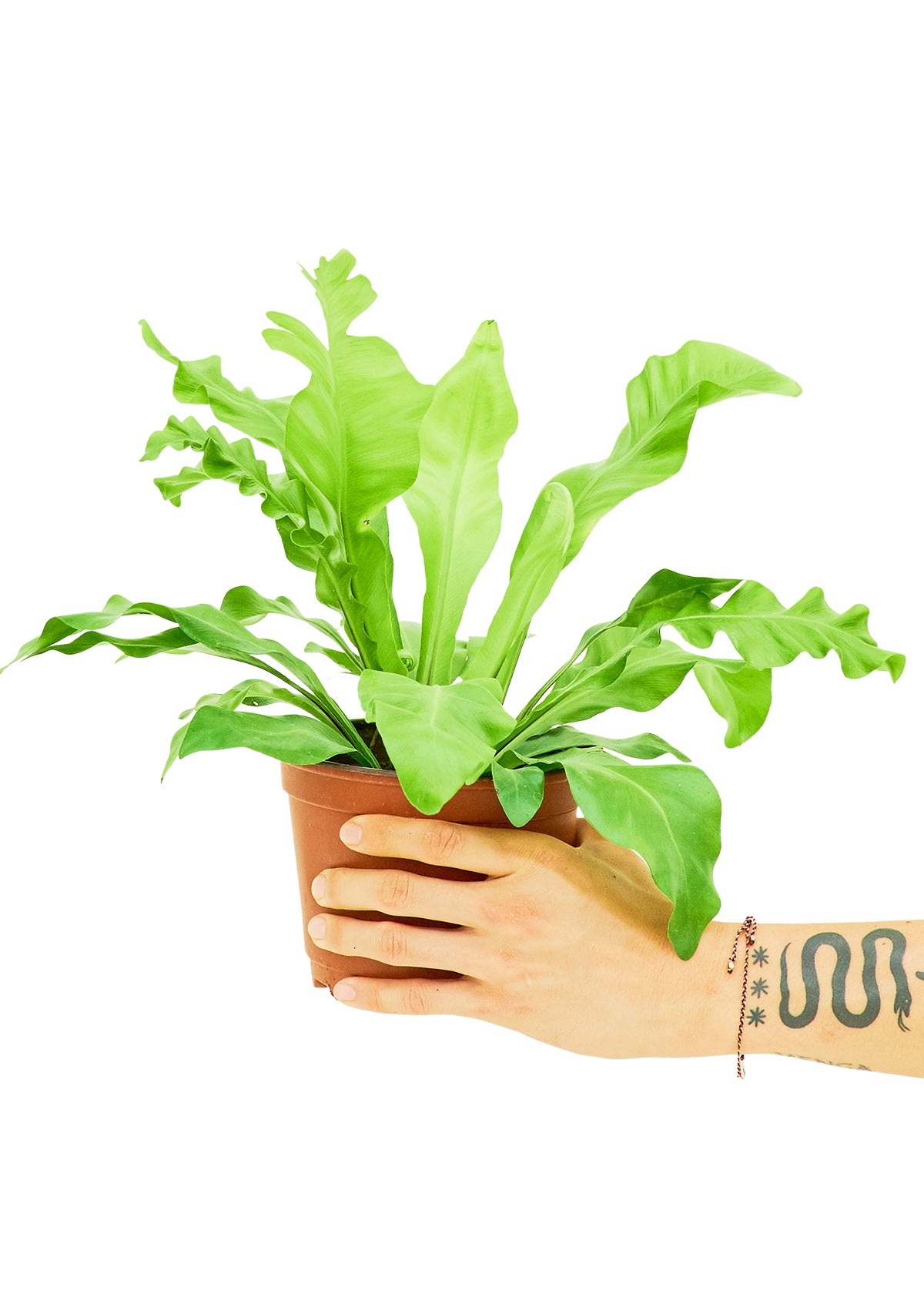 Bird's Nest Fern, Medium 6" Pot