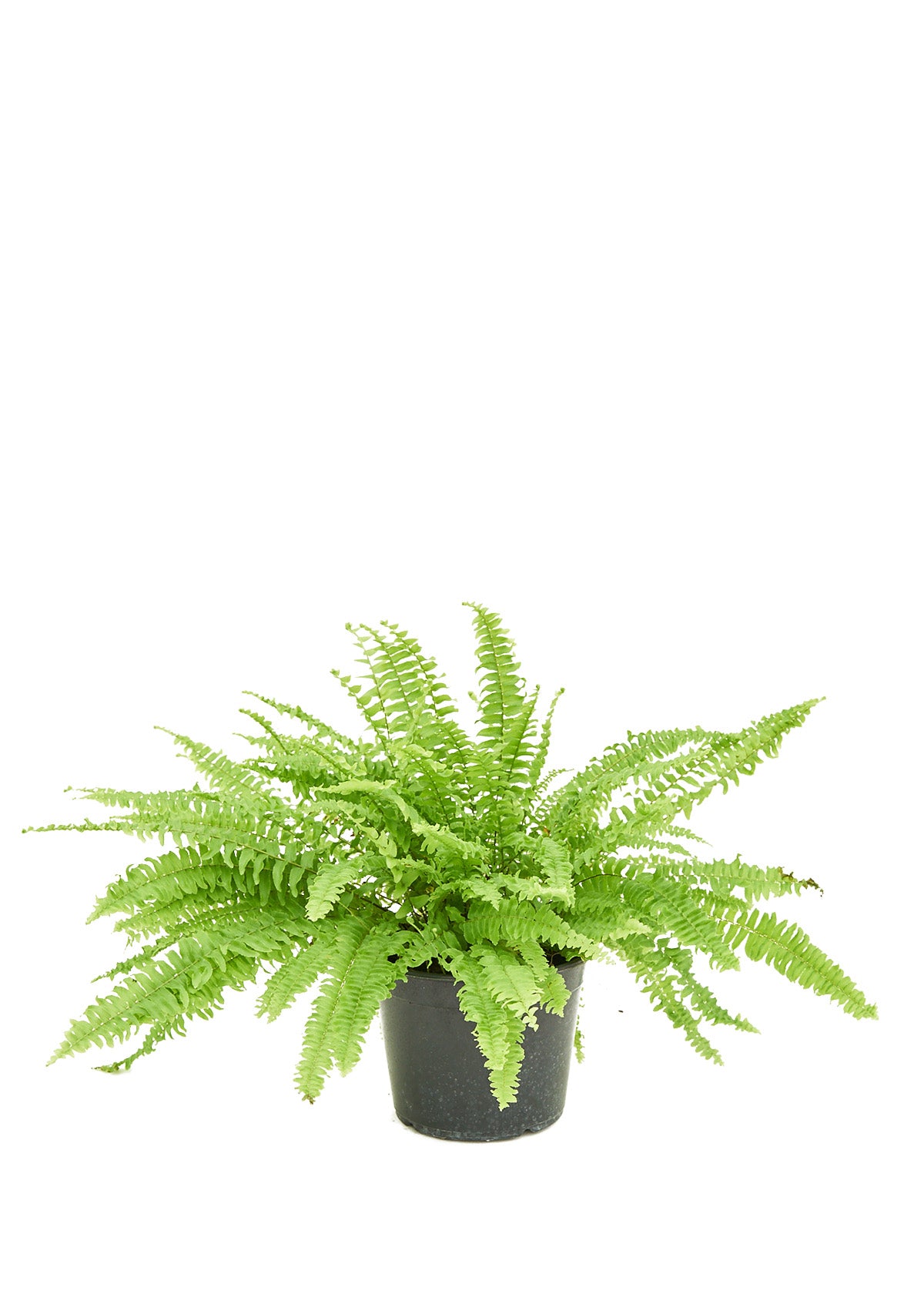 Boston Fern, Medium 6" Pot