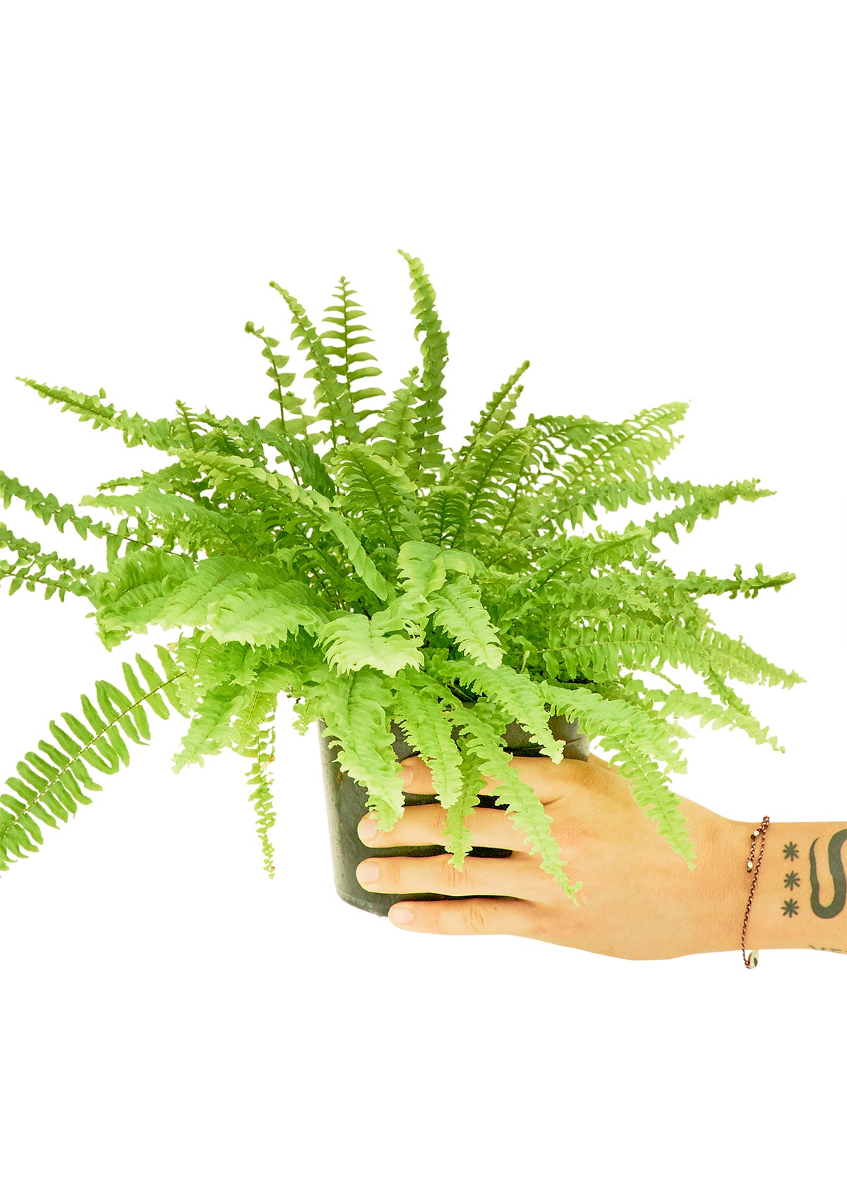 Boston Fern, Medium 6" Pot