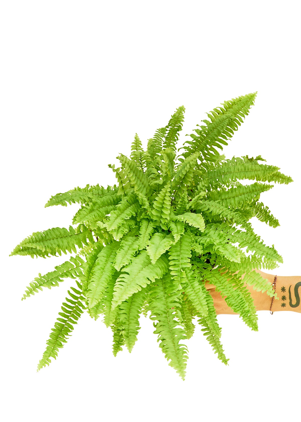 Boston Fern, Medium 6" Pot