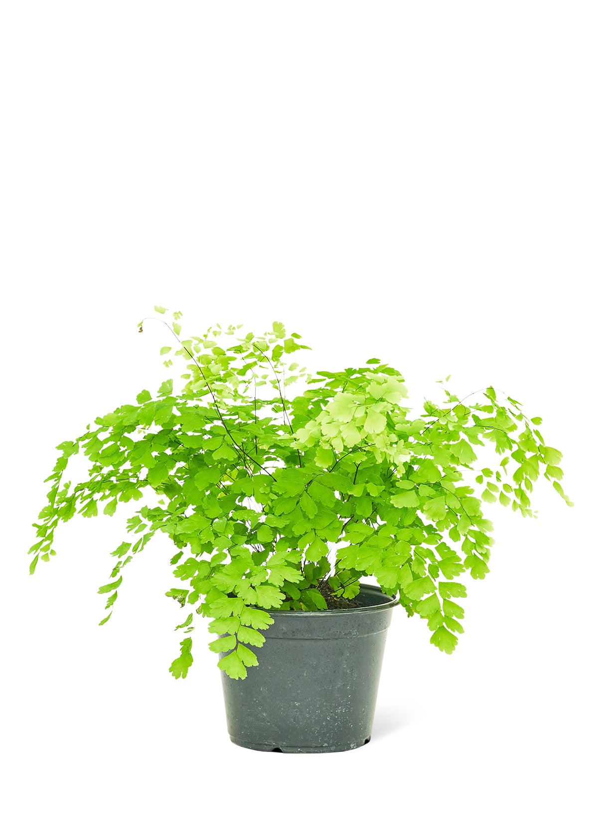 Maidenhair Fern, Medium 6" Pot