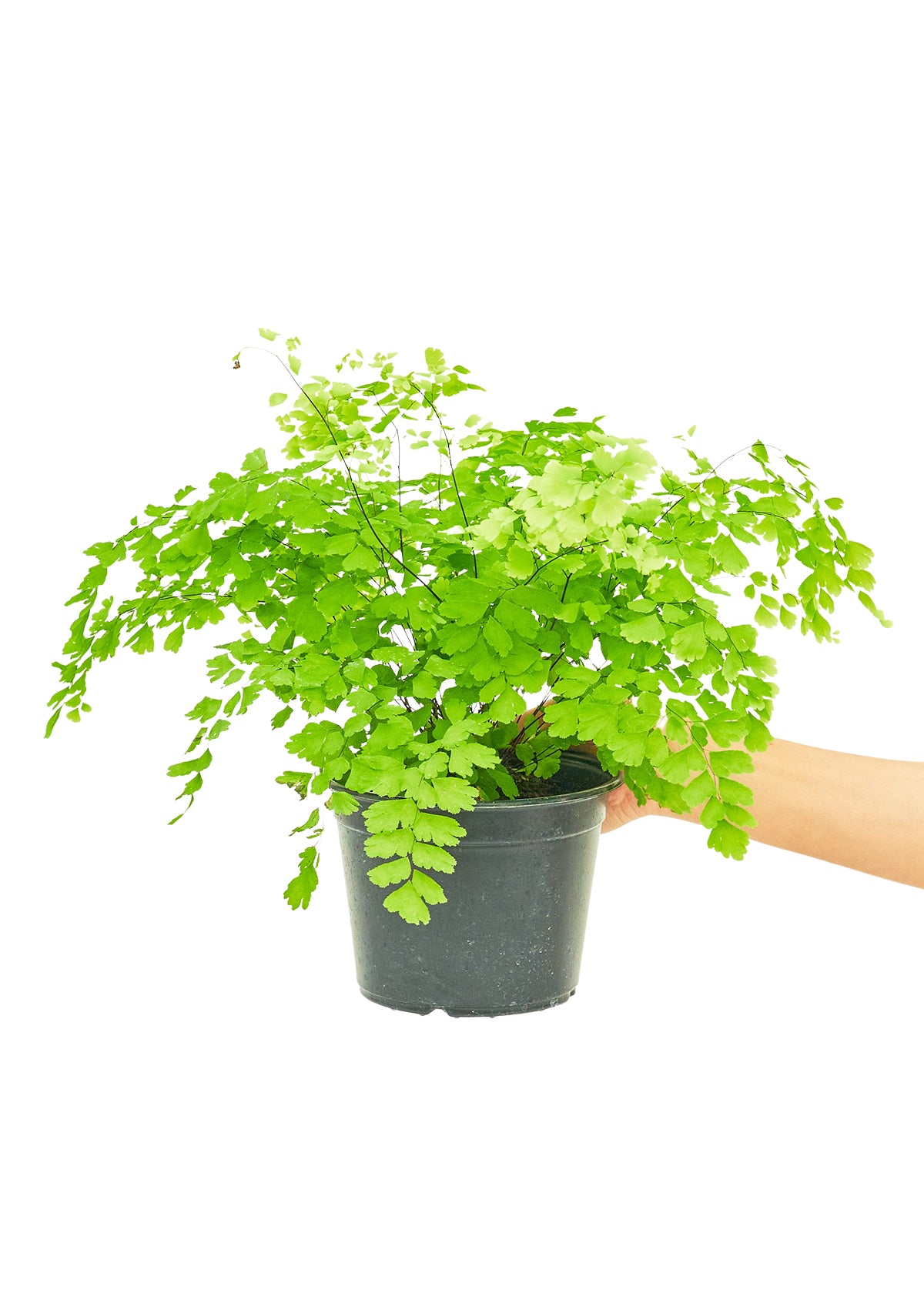 Maidenhair Fern, Medium 6" Pot