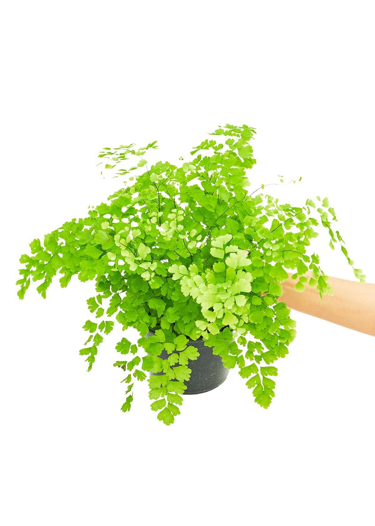 Maidenhair Fern, Medium 6" Pot