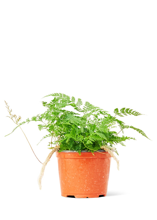 Rabbit Foot Fern, Medium 6" Pot