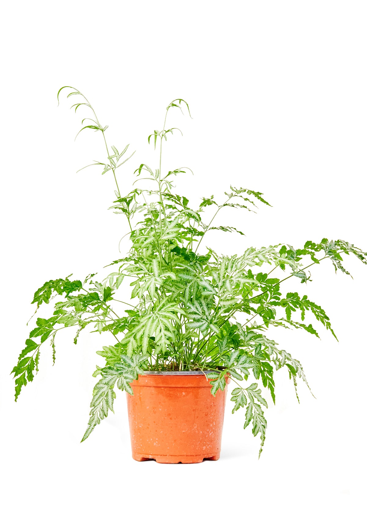 Silver Lace Fern, Medium 6" Pot