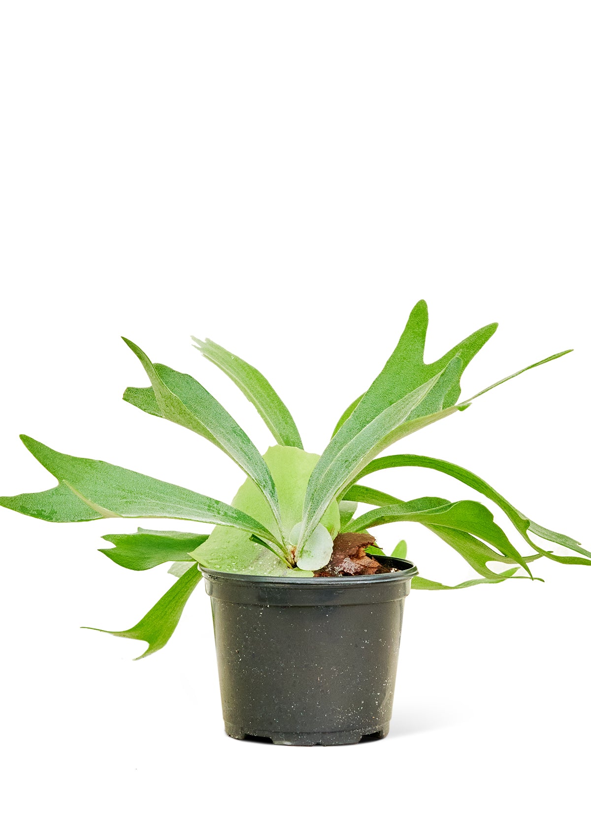 Staghorn Fern, Medium 6" Pot