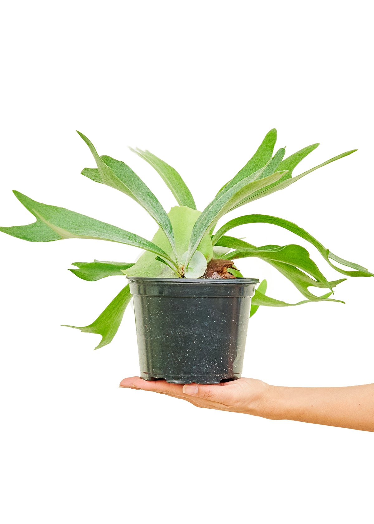 Staghorn Fern, Medium 6" Pot