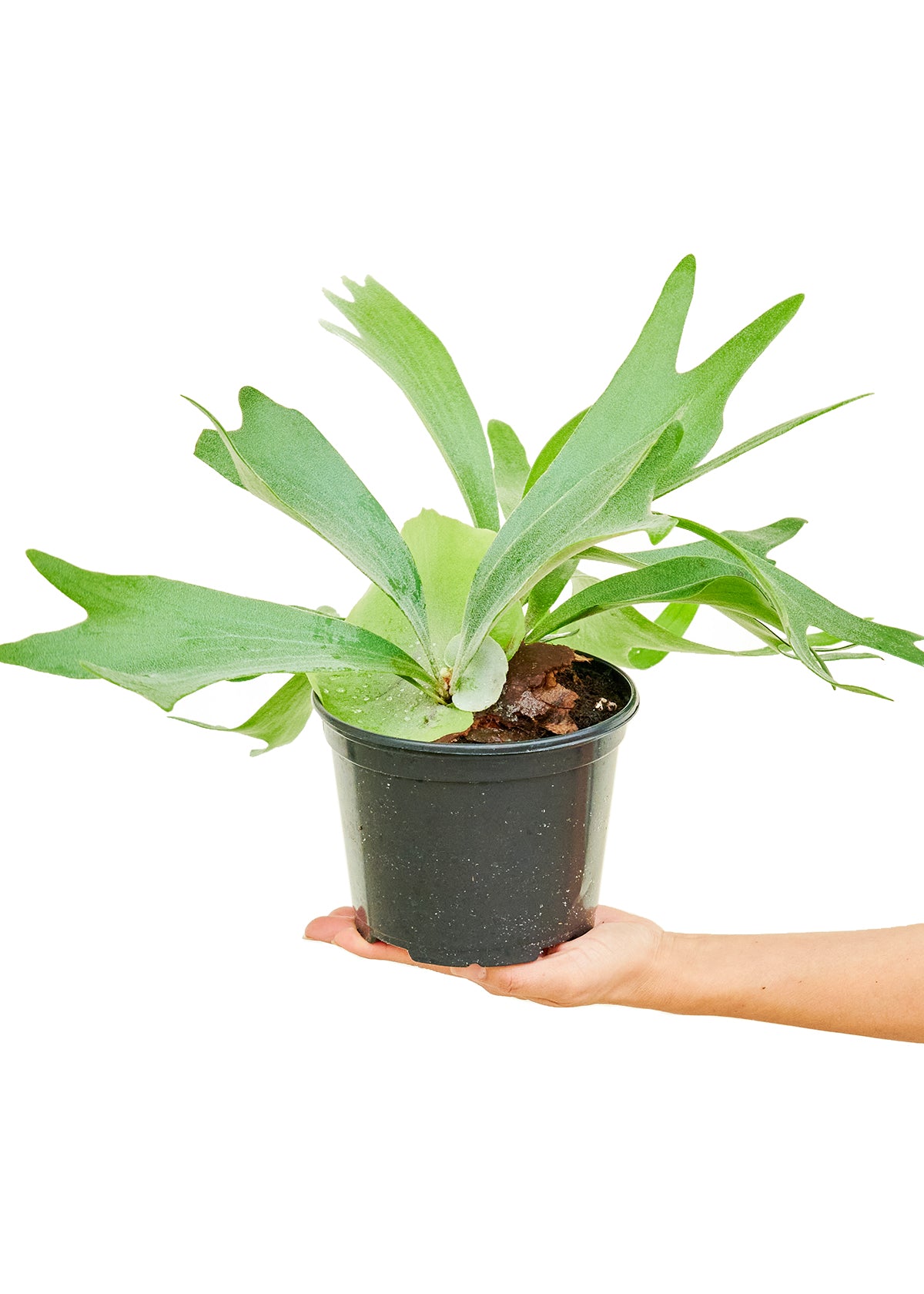 Staghorn Fern, Medium 6" Pot