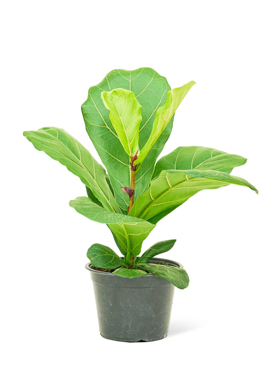 Fiddle Leaf Fig, Medium 6" Pot