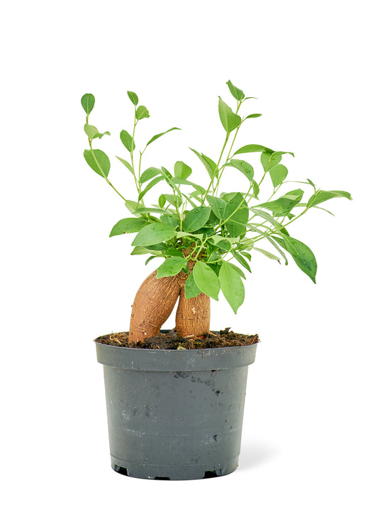 Ficus 'Ginseng', Medium 6" Pot