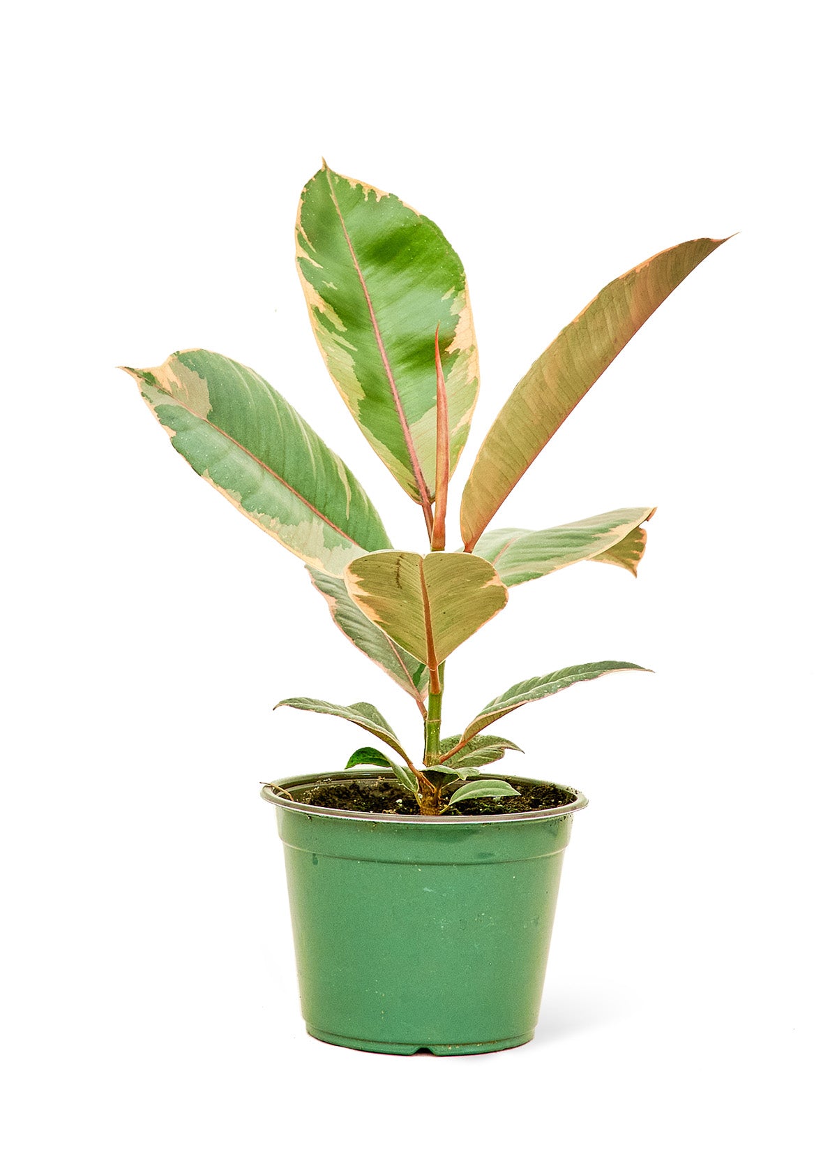 Ficus 'Tineke', Medium 6" Pot