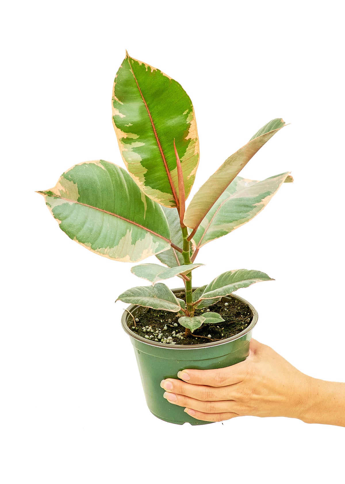 Ficus 'Tineke', Medium 6" Pot