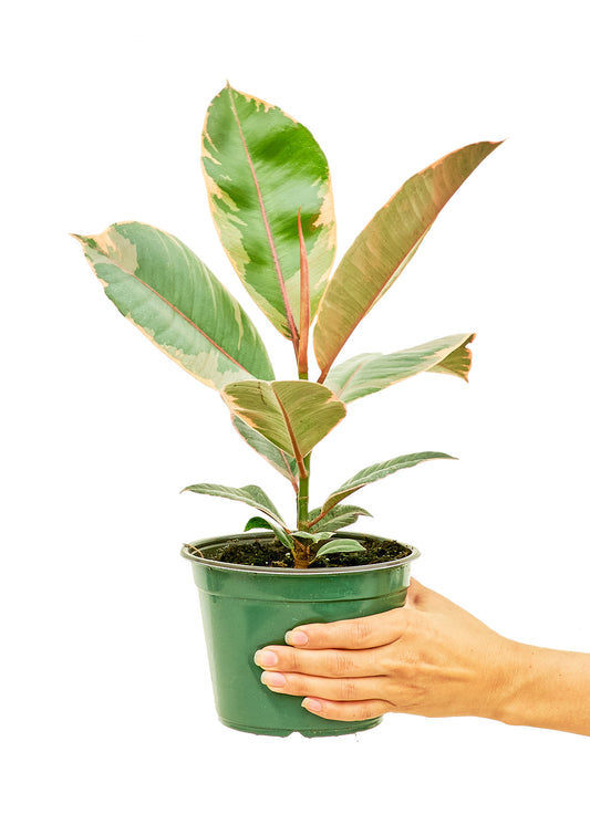 Ficus 'Tineke', Medium 6" Pot