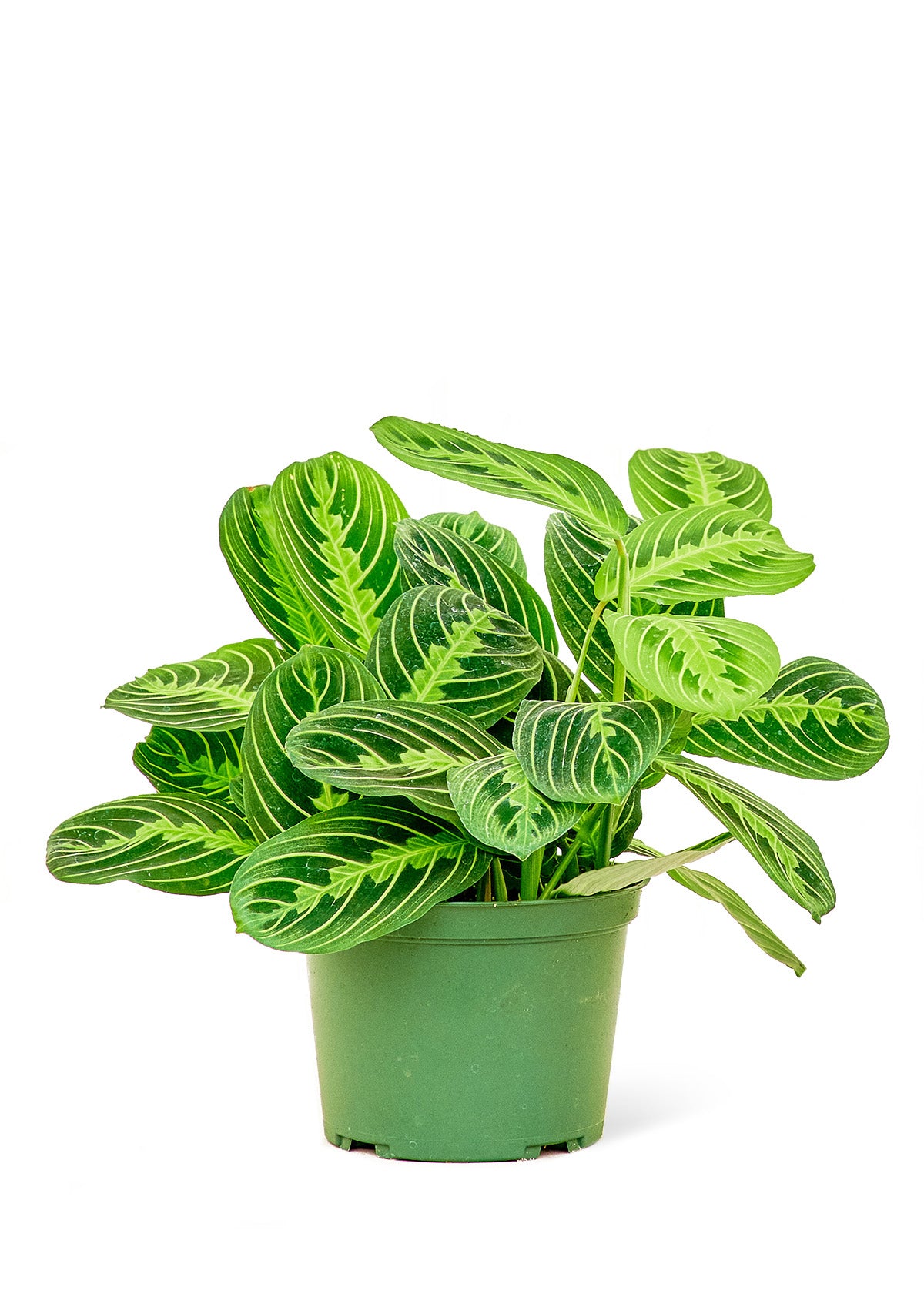 Prayer Plant 'Beauty Kim', Medium 6" Pot