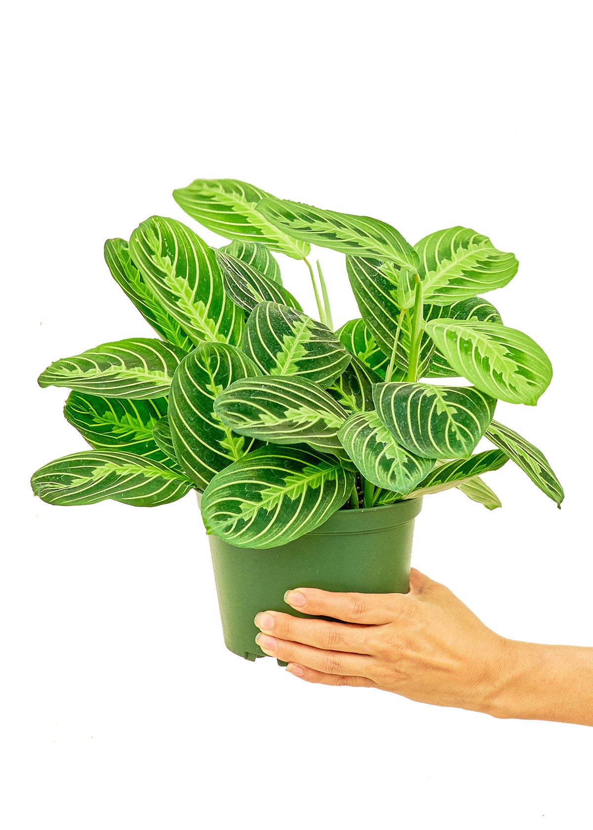 Prayer Plant 'Beauty Kim', Medium 6" Pot