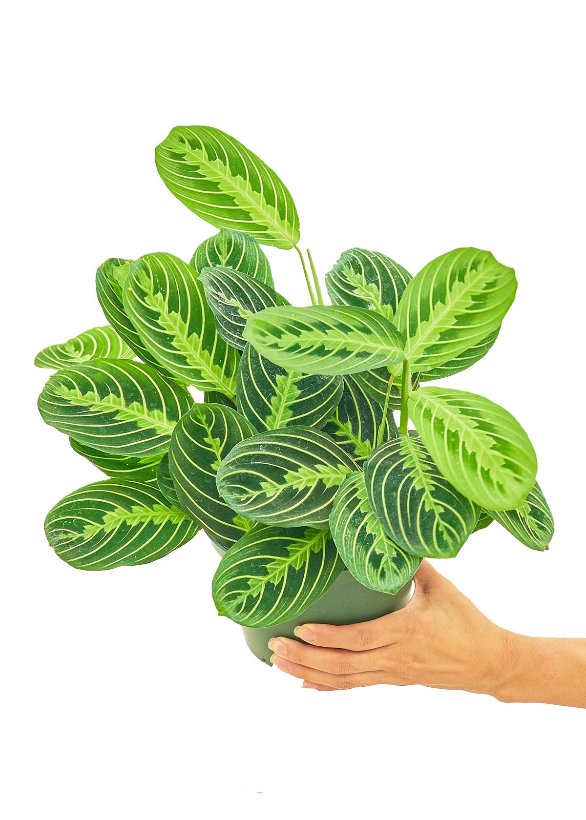 Prayer Plant 'Beauty Kim', Medium 6" Pot