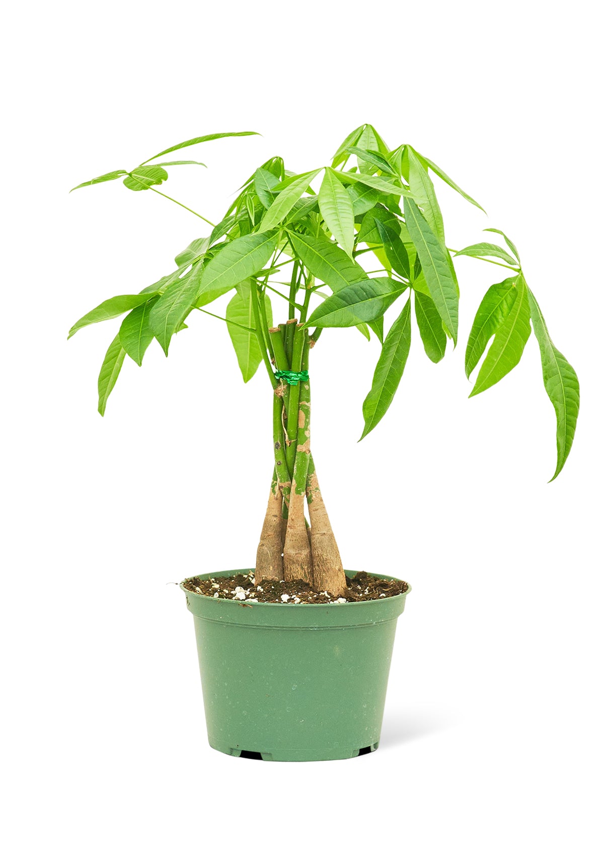 Braided Money Tree, Medium 6" Pot