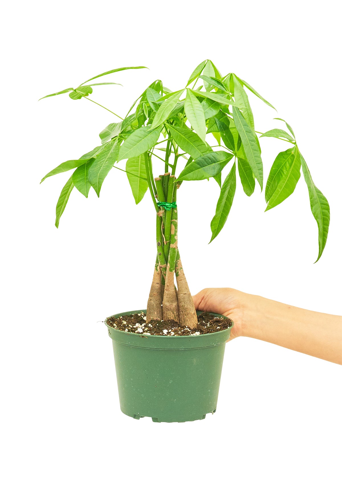 Braided Money Tree, Medium 6" Pot