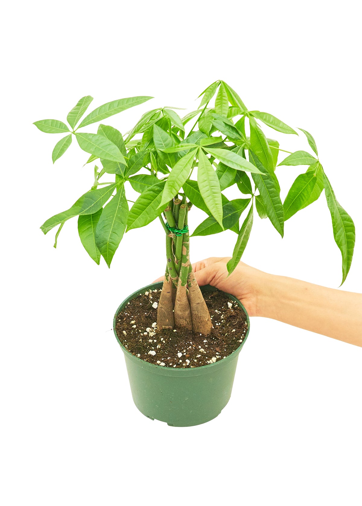 Braided Money Tree, Medium 6" Pot