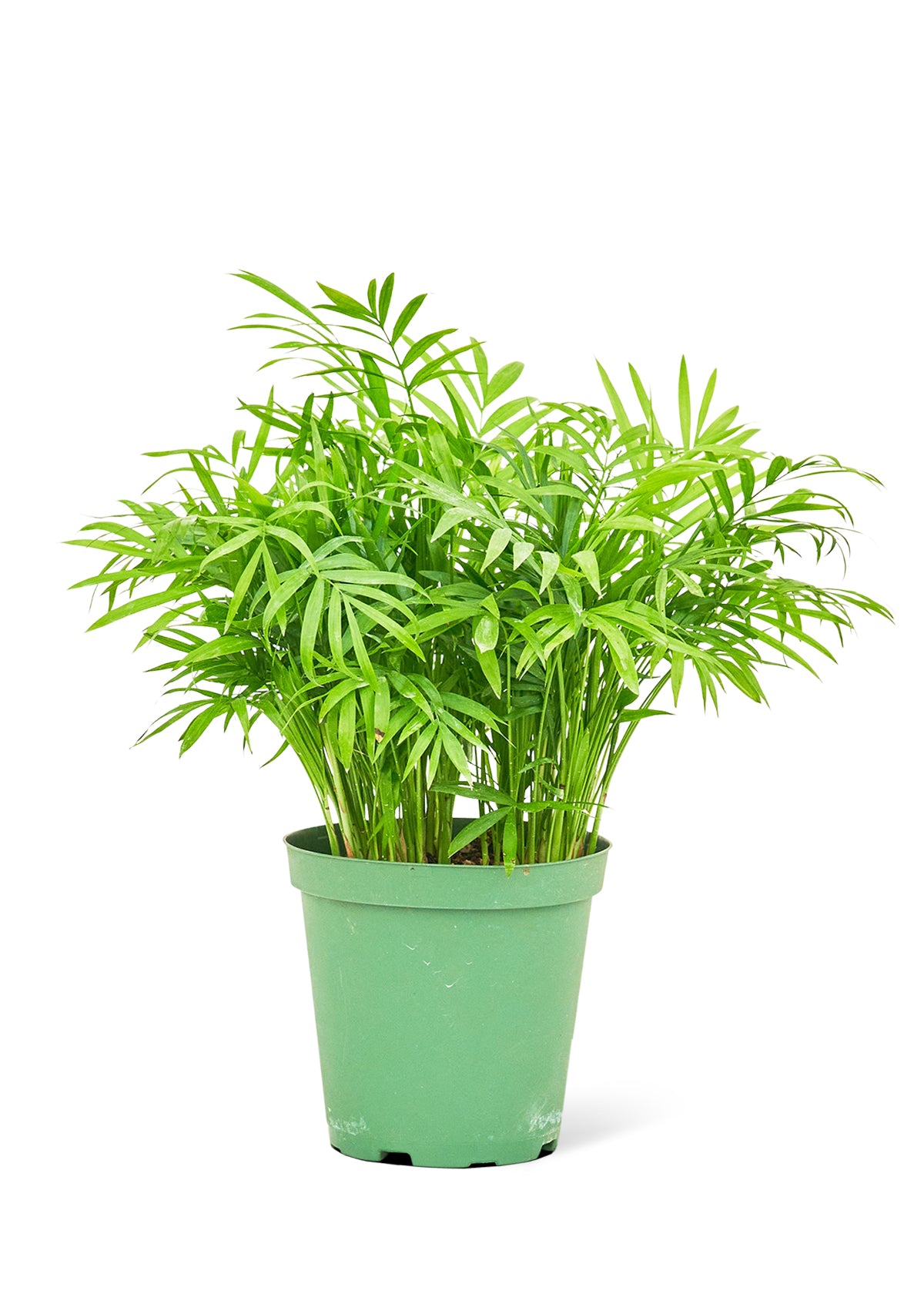 Parlor Palm, Medium 6" Pot