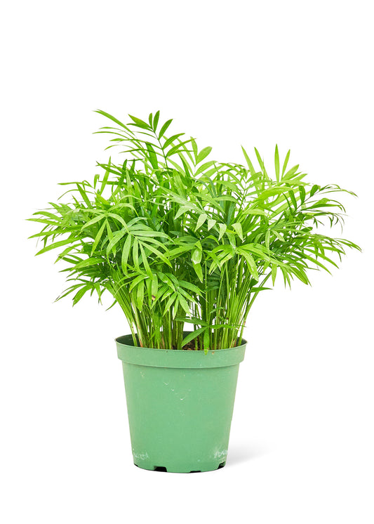 Parlor Palm, Medium 6" Pot