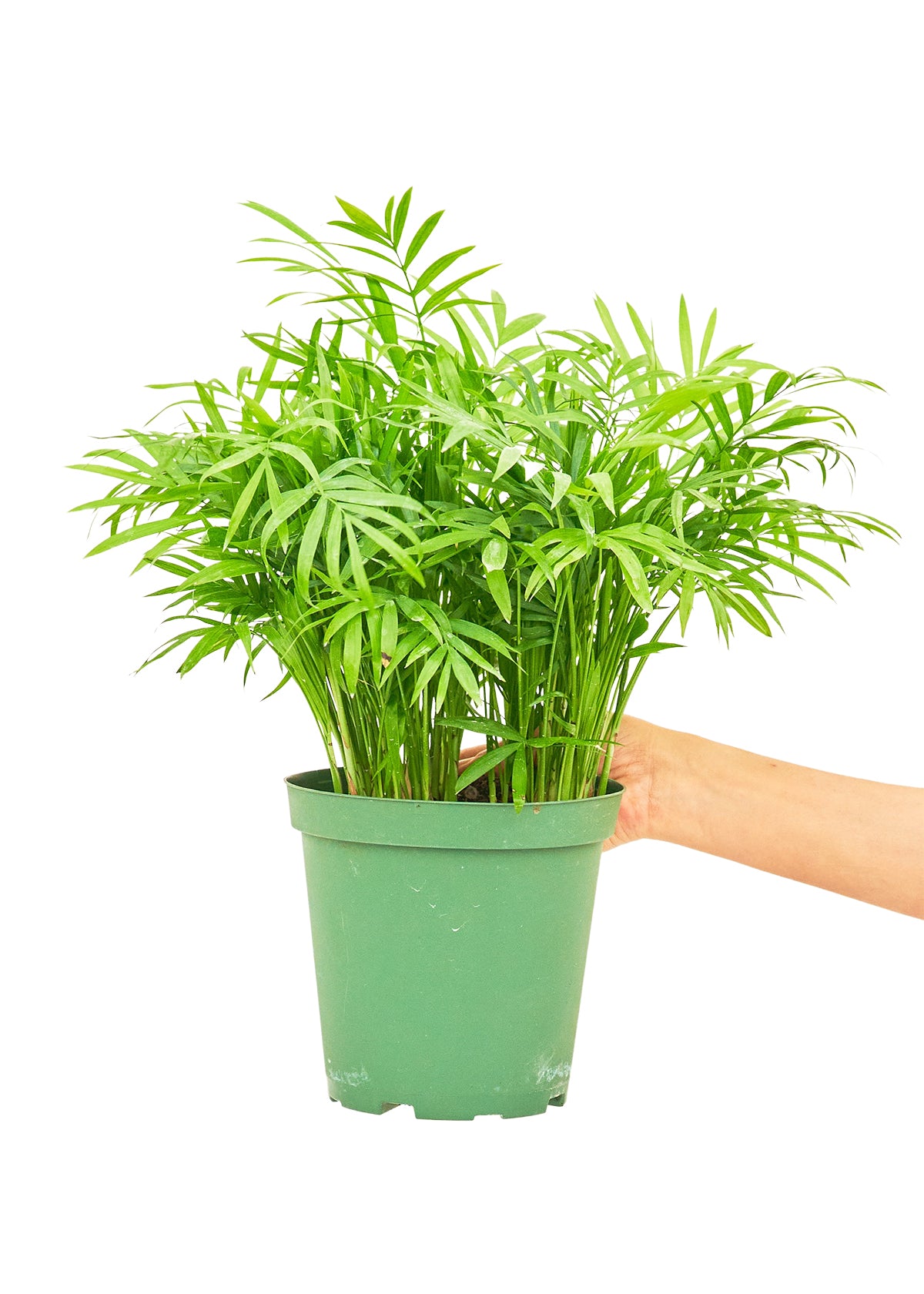 Parlor Palm, Medium 6" Pot