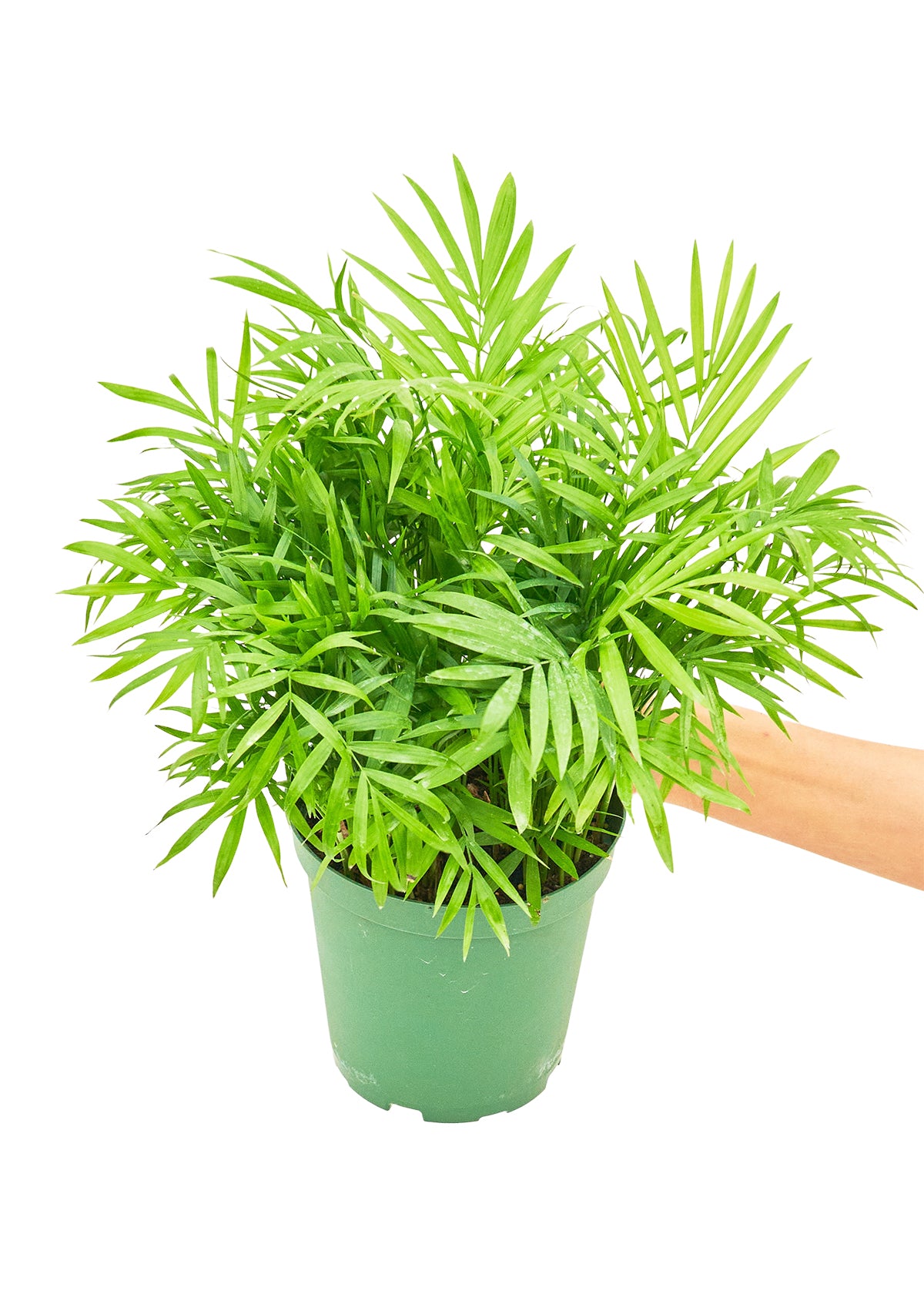 Parlor Palm, Medium 6" Pot