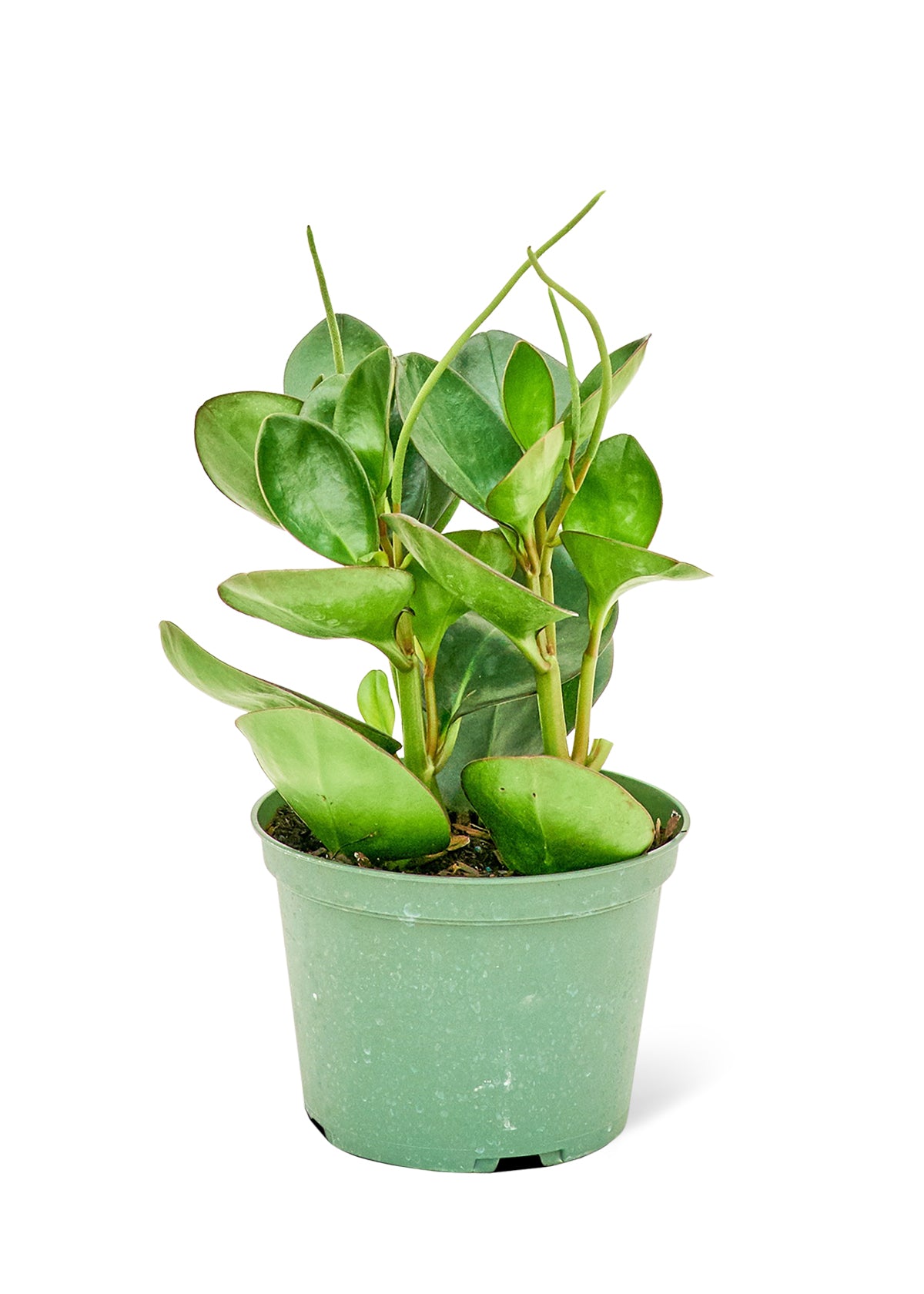 Baby Rubber Plant, Medium 6" Pot