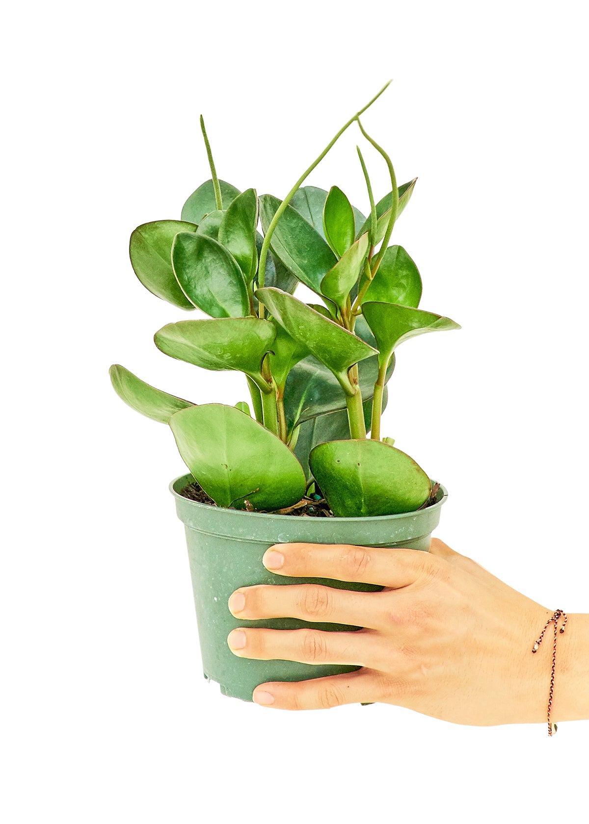 Baby Rubber Plant, Medium 6" Pot