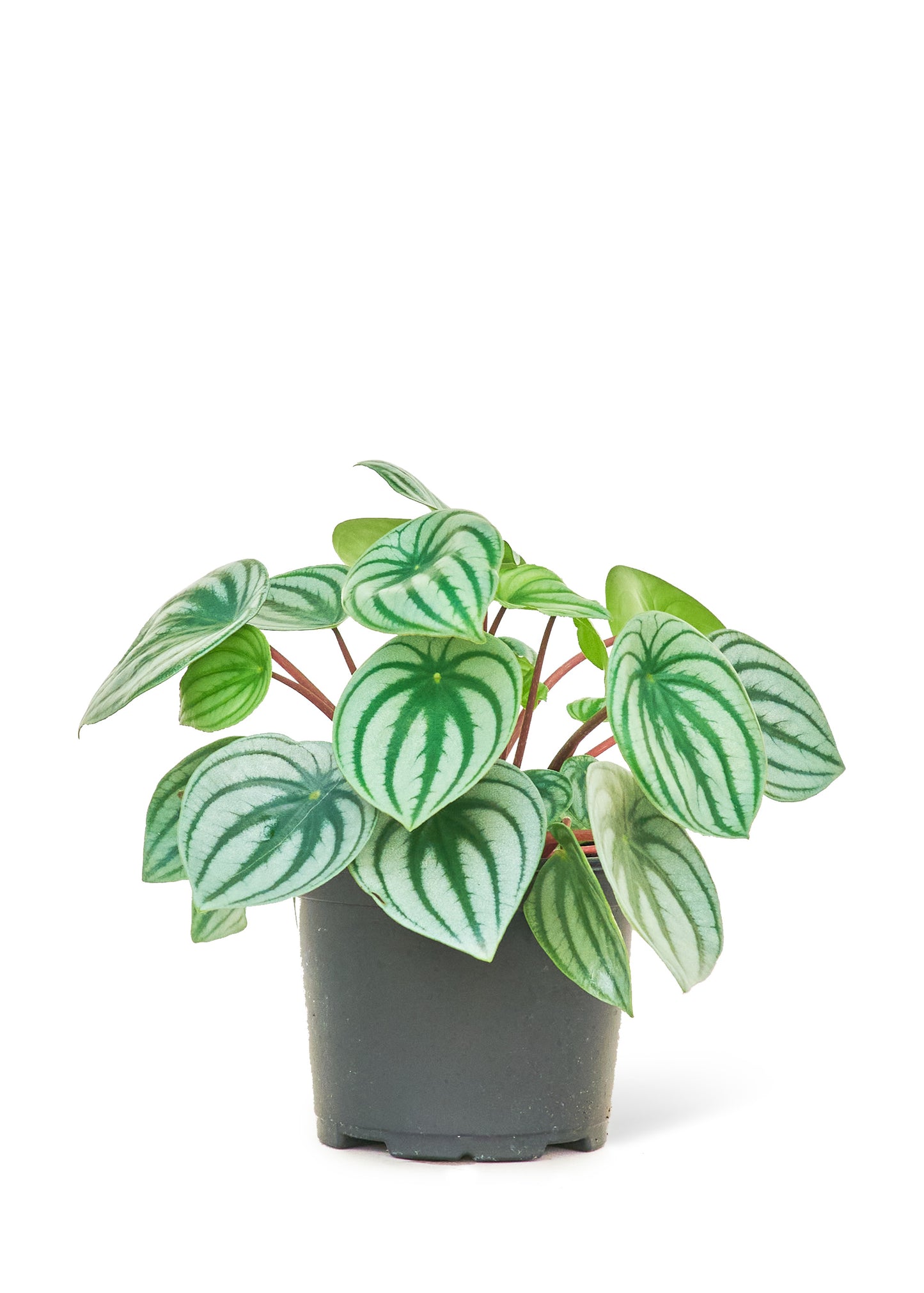 Watermelon Peperomia, Medium 6" Pot