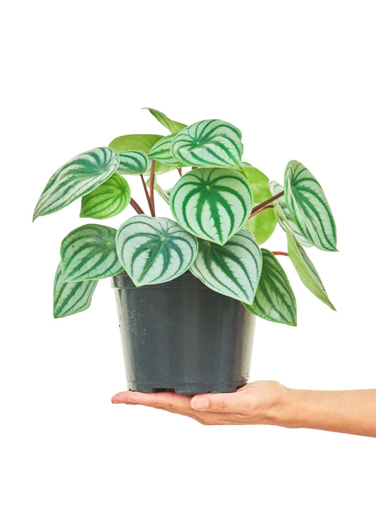 Watermelon Peperomia, Medium 6" Pot