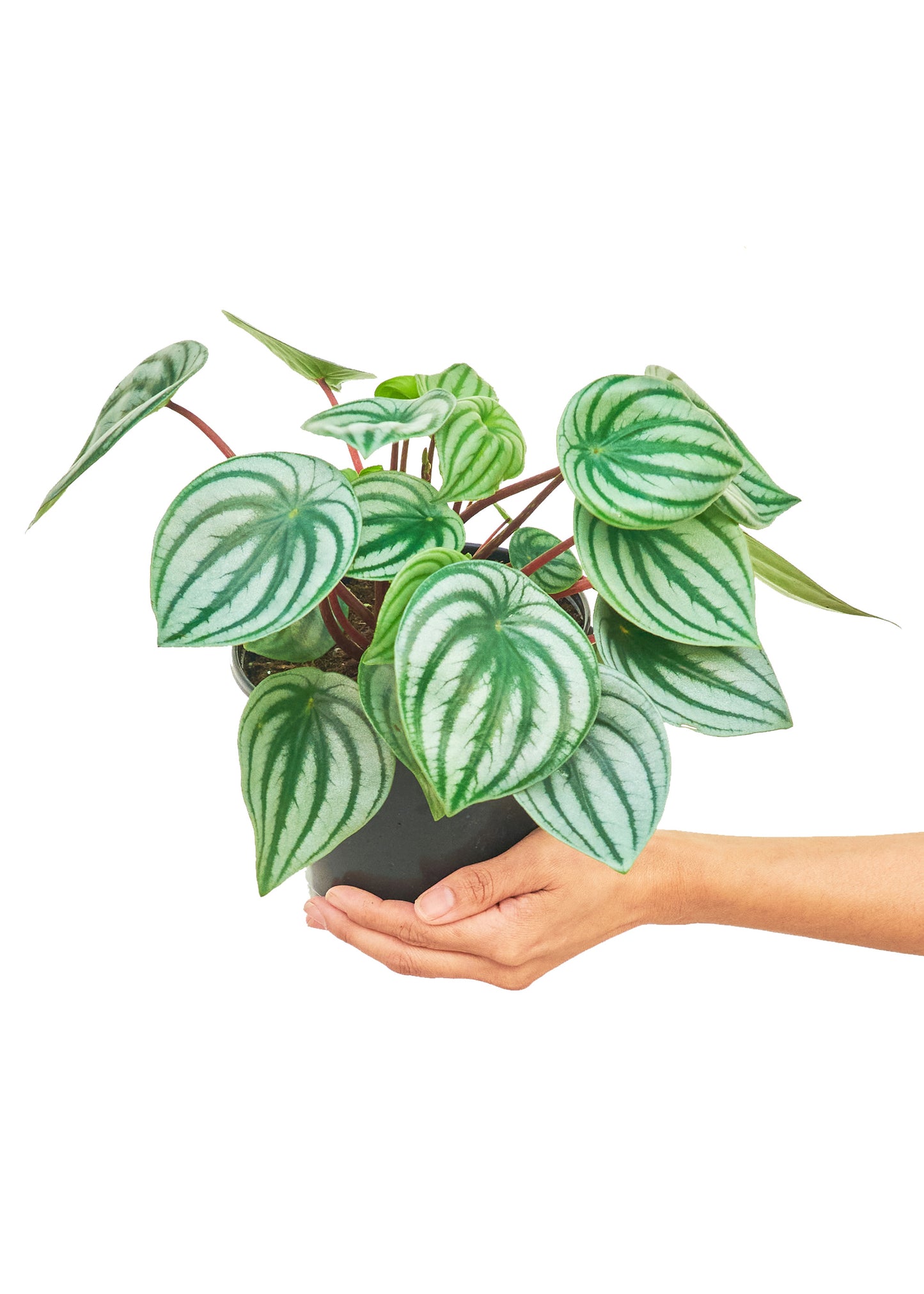 Watermelon Peperomia, Medium 6" Pot