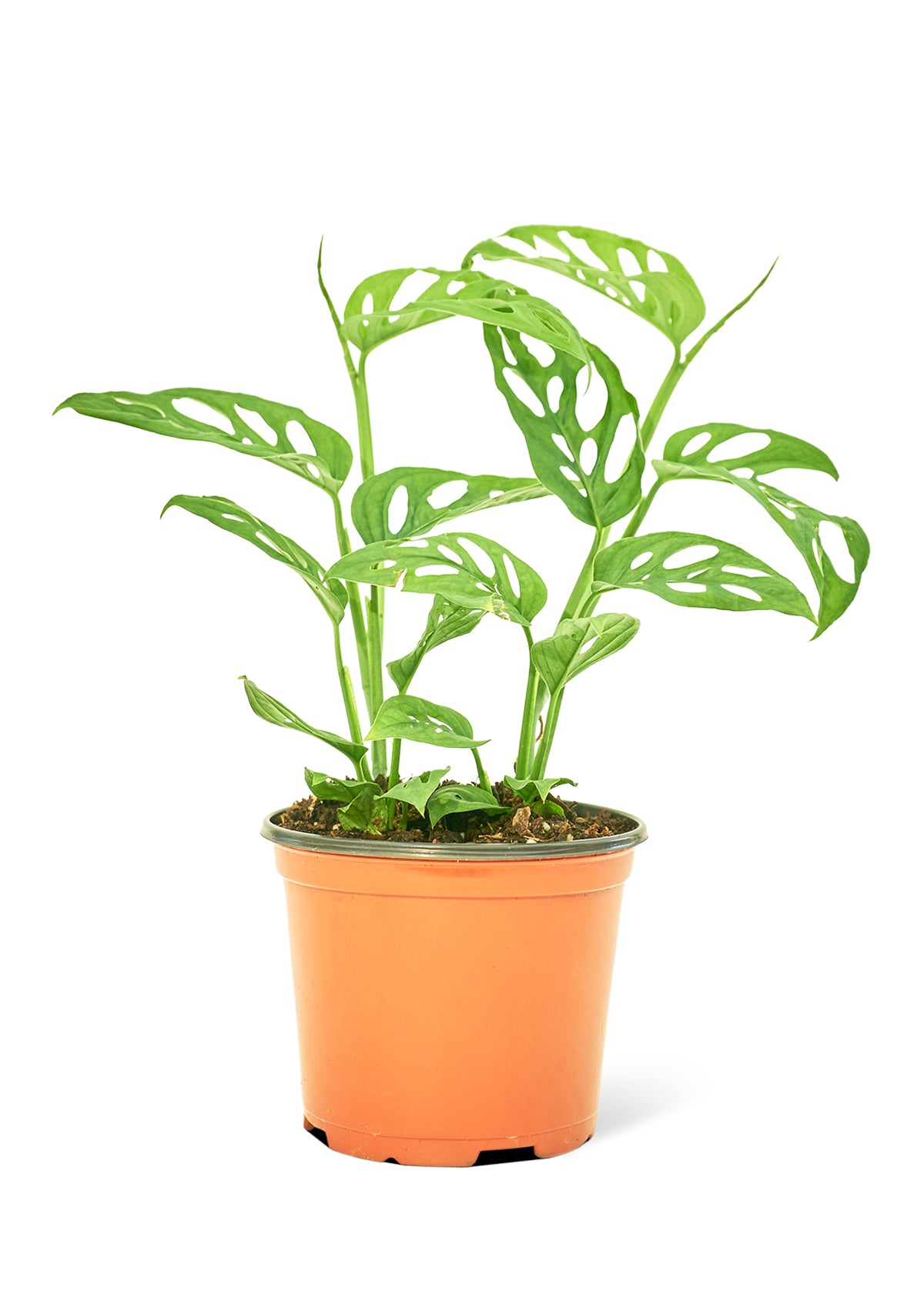 Swiss Cheese Vine, Medium 6" Pot