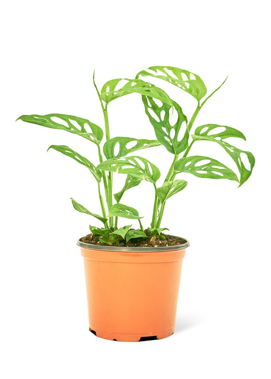 Swiss Cheese Vine, Medium 6" Pot