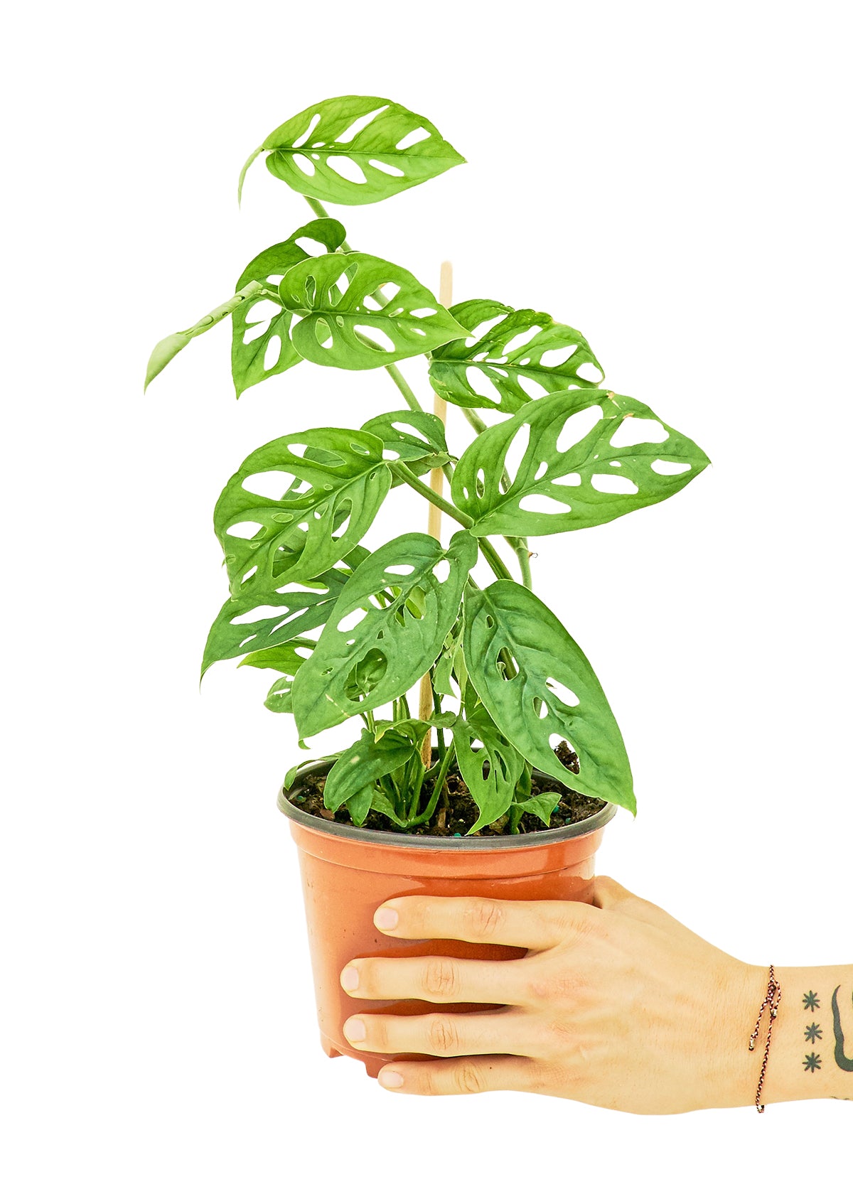 Swiss Cheese Vine, Medium 6" Pot