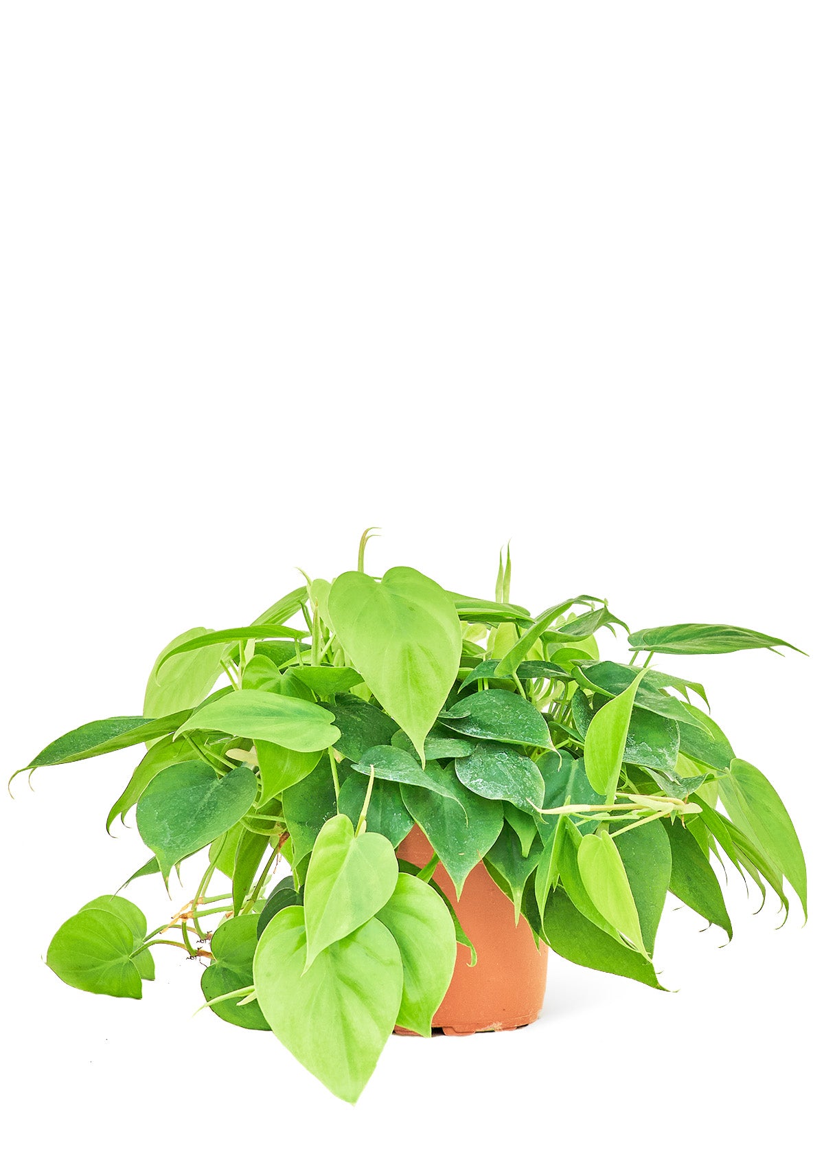 Sweetheart Philodendron, Medium 6" Pot