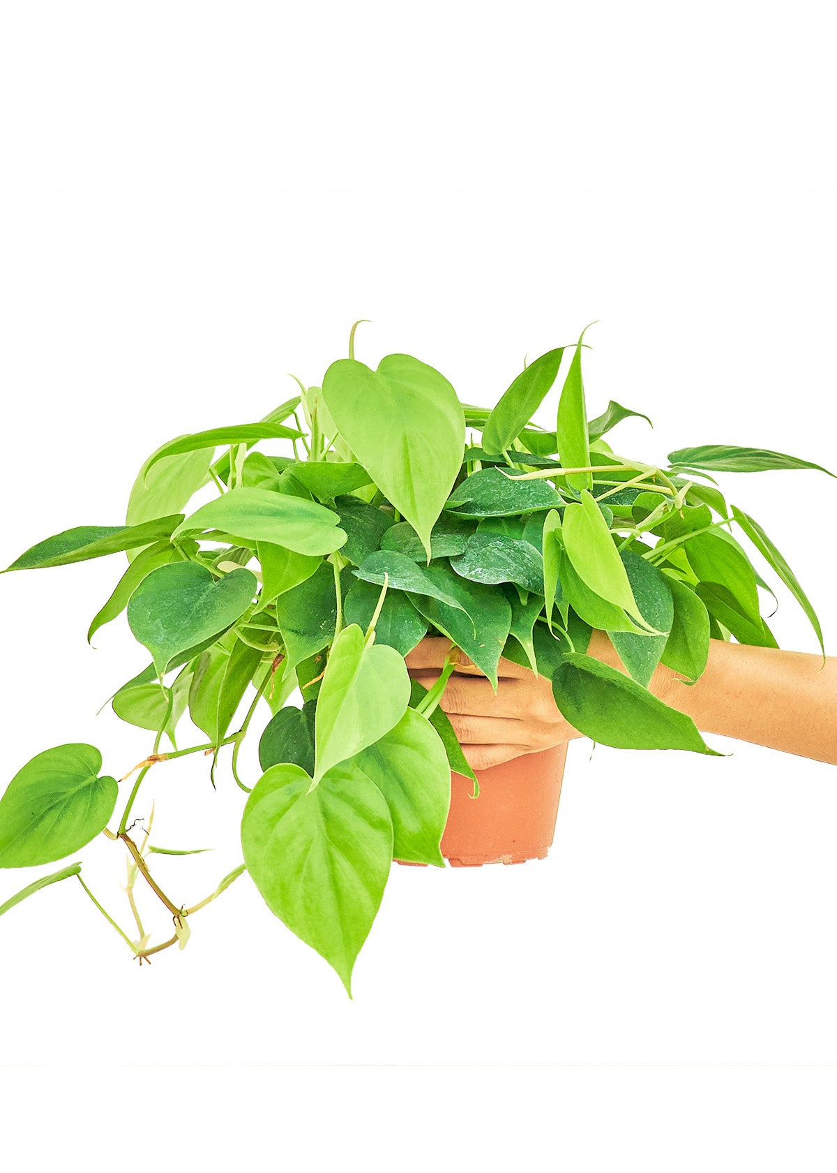 Sweetheart Philodendron, Medium 6" Pot