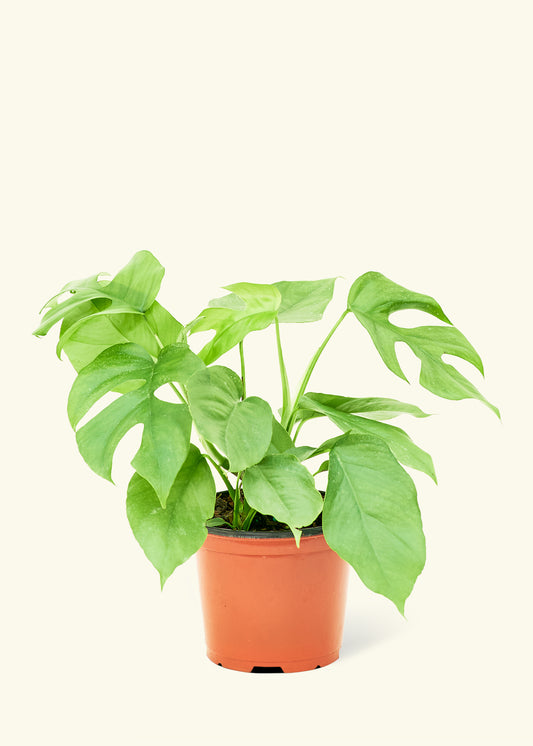 Mini Monstera, Medium 6" Pot