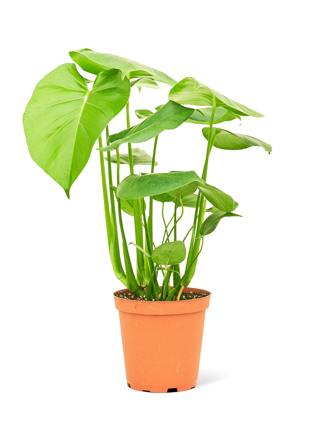 Monstera Swiss Cheese Plant, Medium 6" Pot