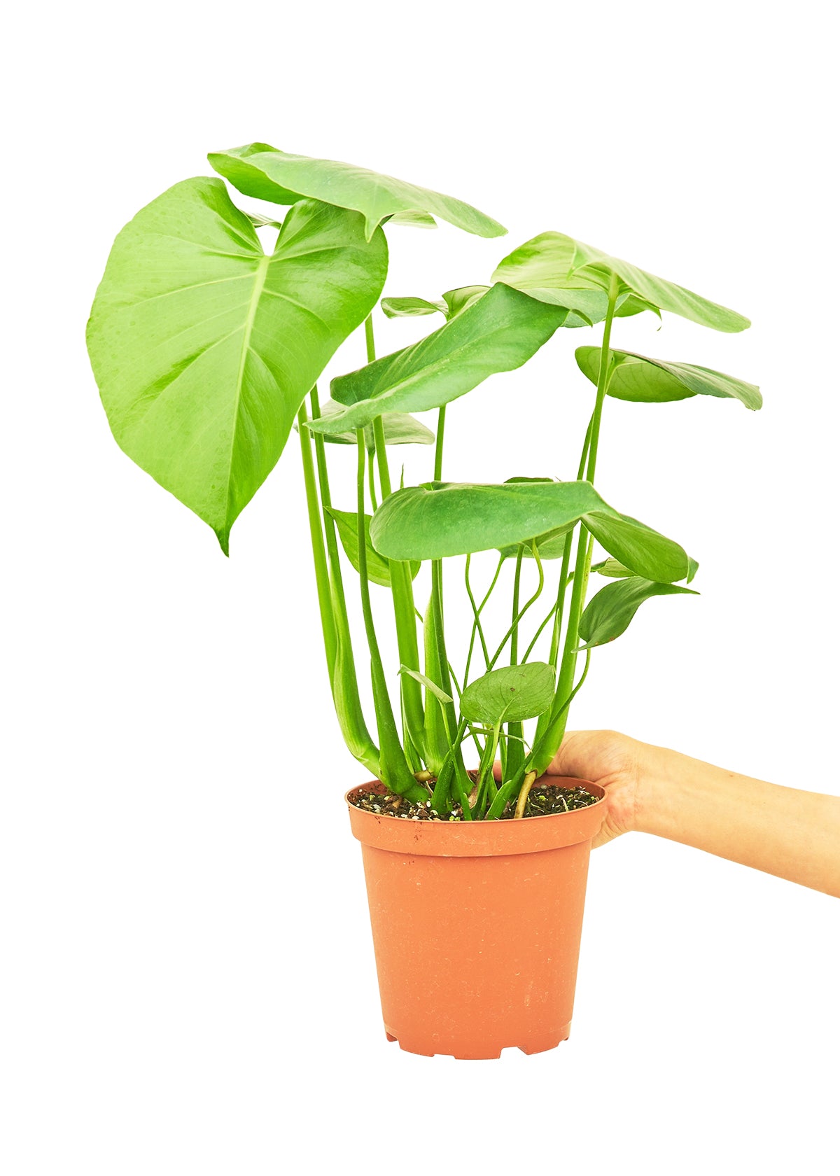 Monstera Swiss Cheese Plant, Medium 6" Pot