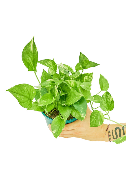 Golden Pothos, Medium 6" Pot