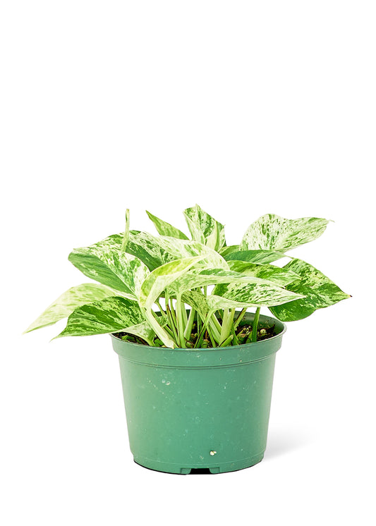 Pothos 'Marble Queen', Medium 6" Pot