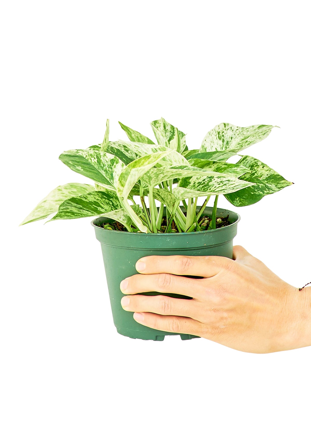 Pothos 'Marble Queen', Medium 6" Pot