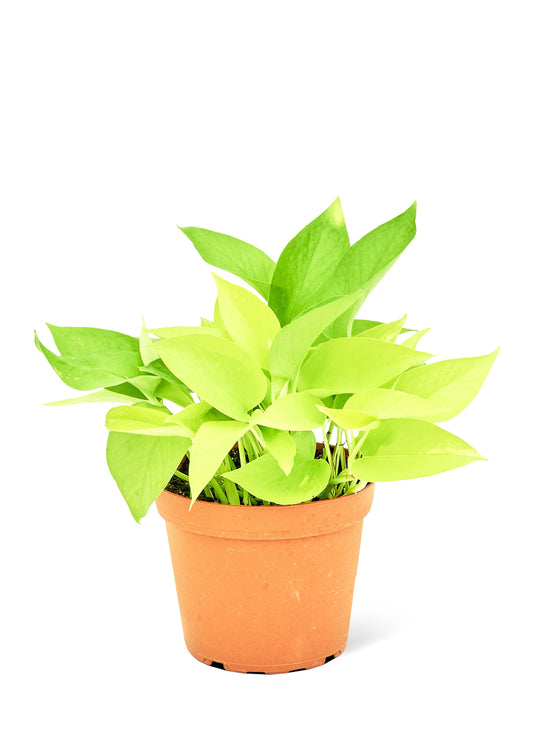 Neon Pothos, Medium 6" Pot