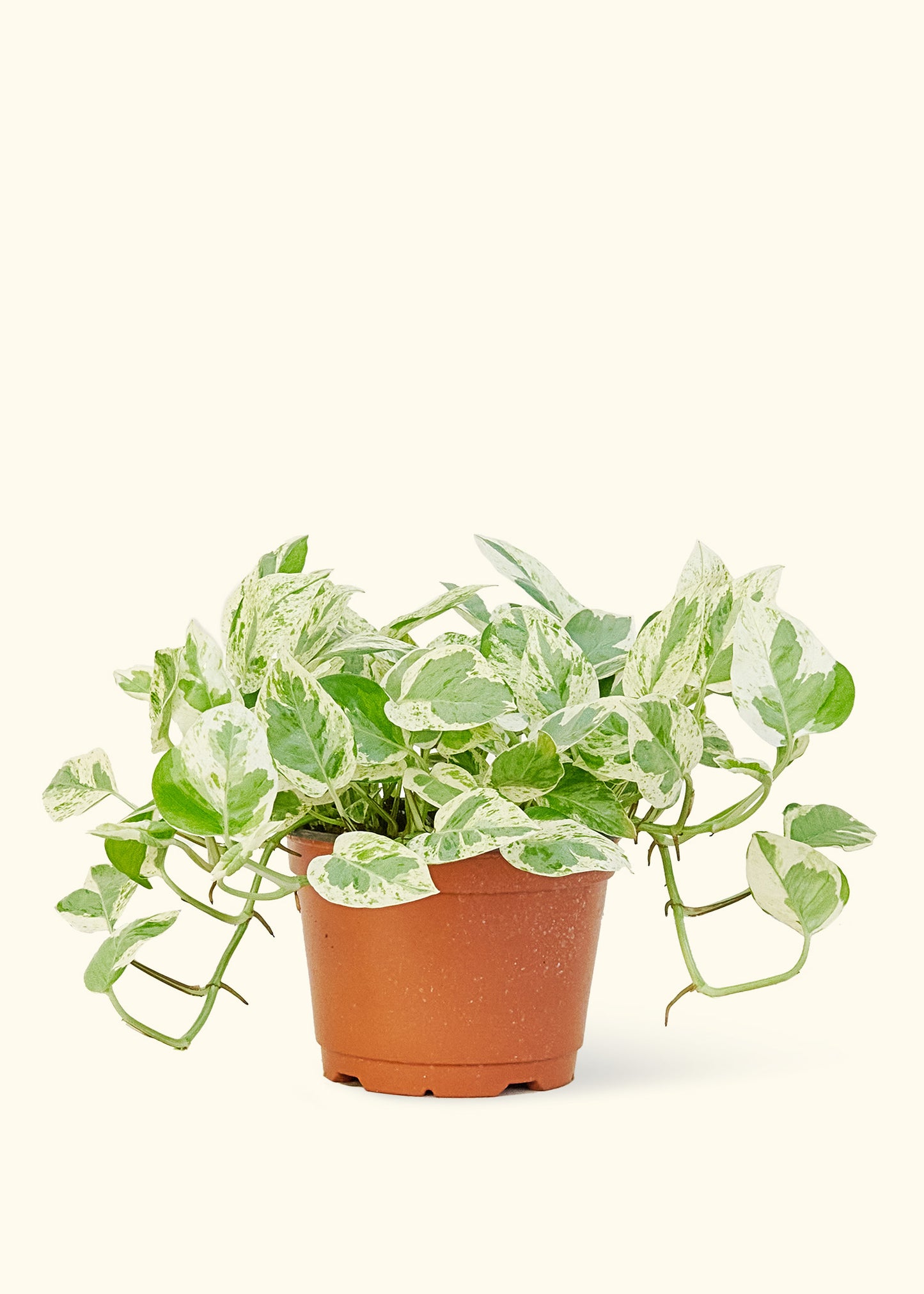 Pothos 'Pearls and Jade', Medium 6" Pot