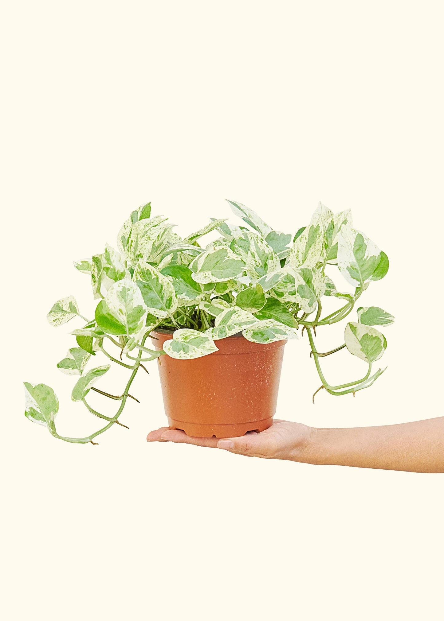 Pothos 'Pearls and Jade', Medium 6" Pot