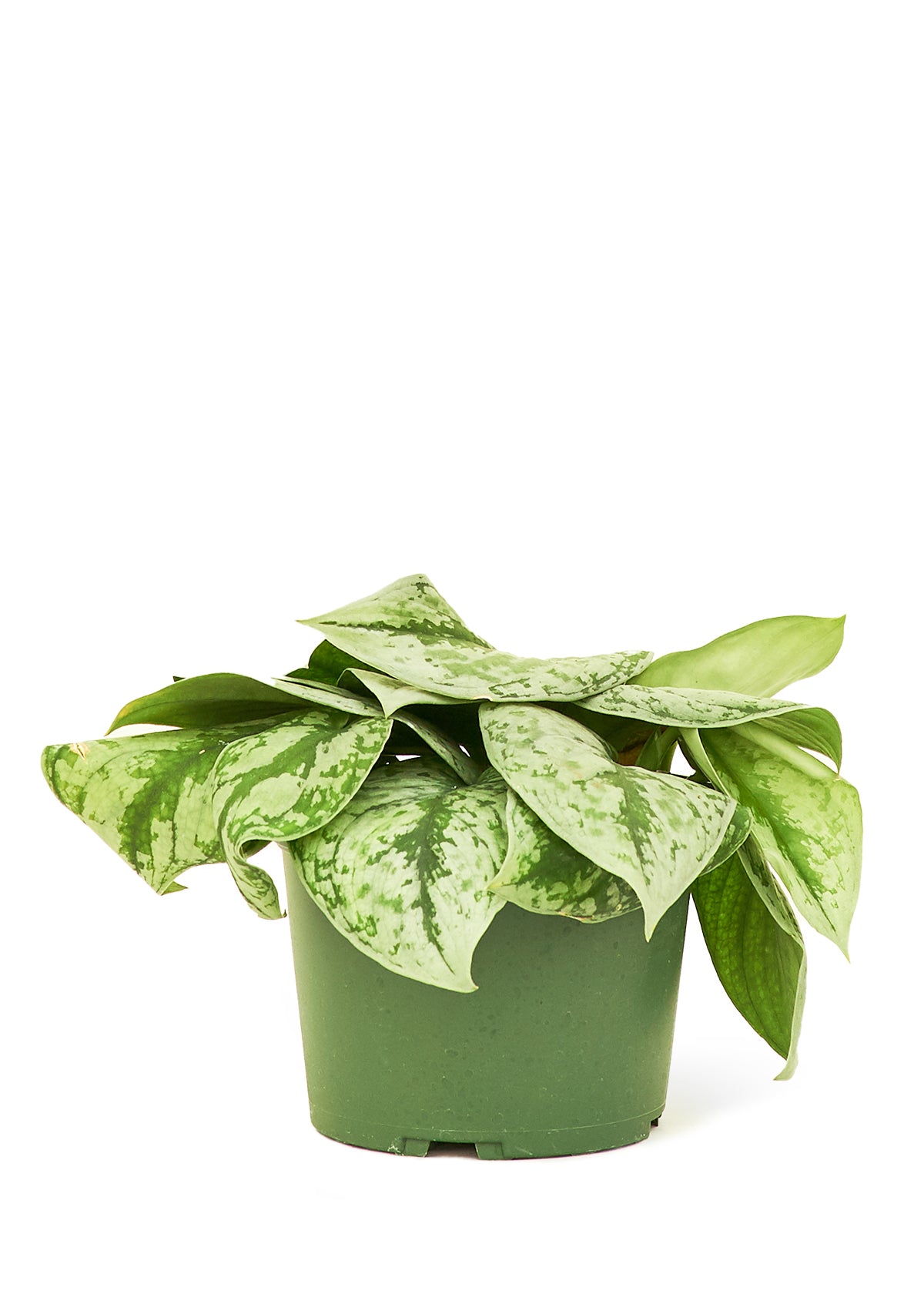 Silver Pothos 'Exotica', Medium 6" Pot