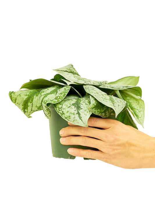 Silver Pothos 'Exotica', Medium 6" Pot